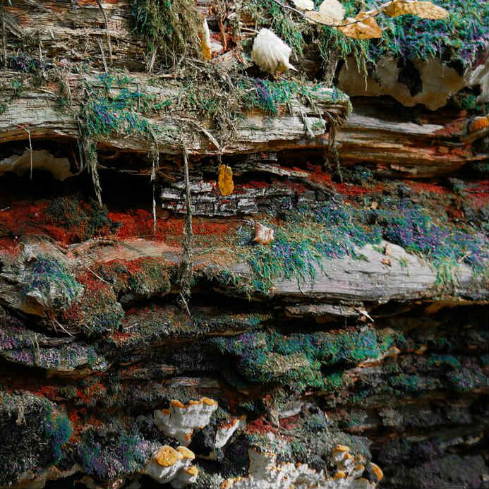 BIT Teatergarasjen Meteor: Happy Gorilla Dance Company