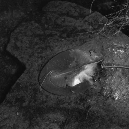 Utstillingsåpning: Bjørn-Henrik Lybeck - November